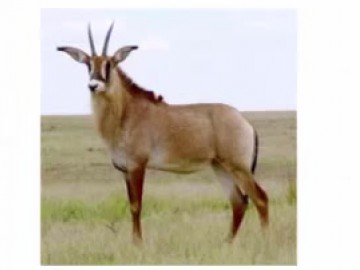 Quiz Story - Animal